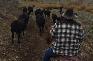 ranching_man ranching_man