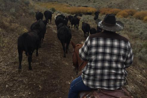 ranching_man ranching_man
